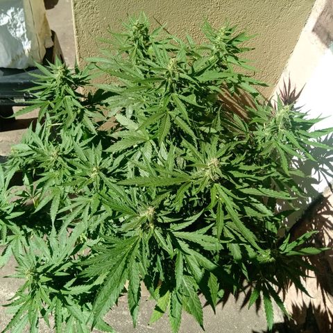 Banana Beach growlog timeline photo