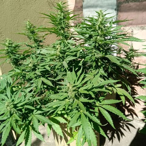 Banana Beach growlog timeline photo