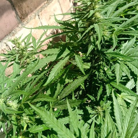 Banana Beach growlog timeline photo