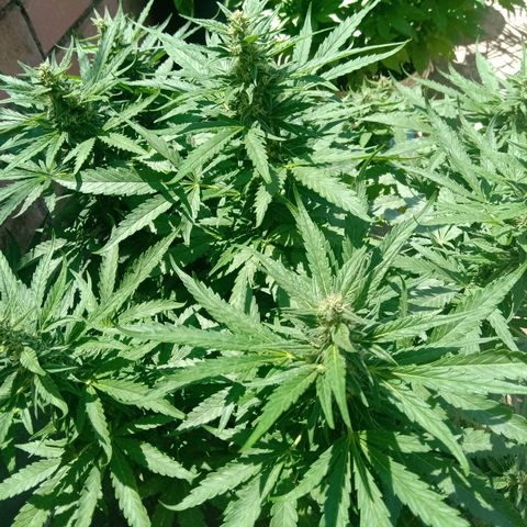 Banana Beach growlog timeline photo