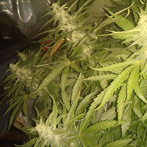 Banana Beach growlog timeline photo