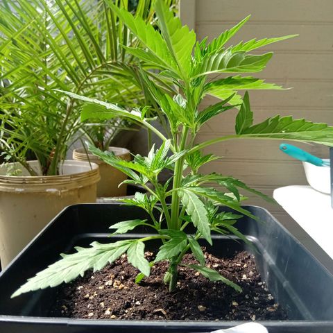 Sweet Madness growlog timeline photo