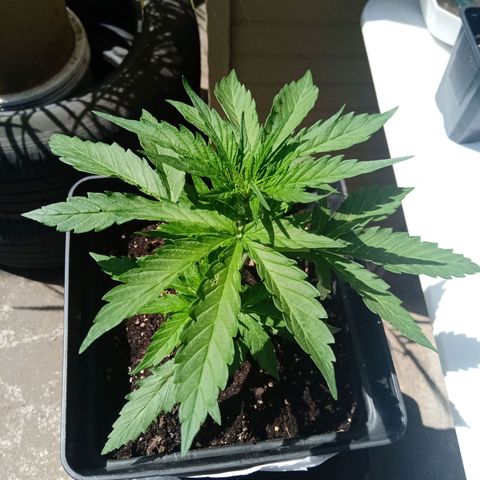 Sweet Madness growlog timeline photo