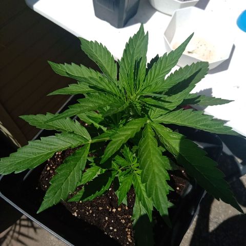 Sweet Madness growlog timeline photo