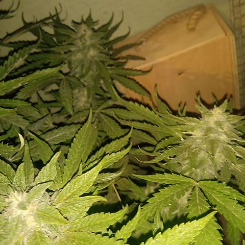 Banana Beach growlog timeline photo