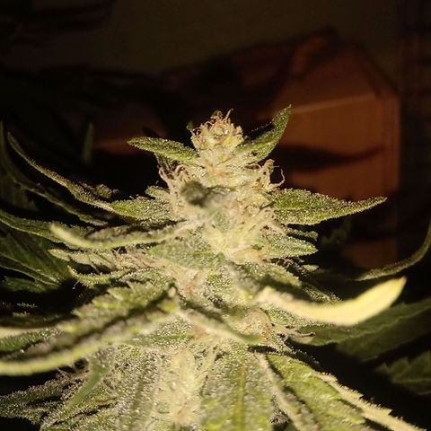 Banana Beach growlog timeline photo