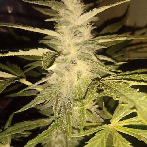 Banana Beach growlog timeline photo