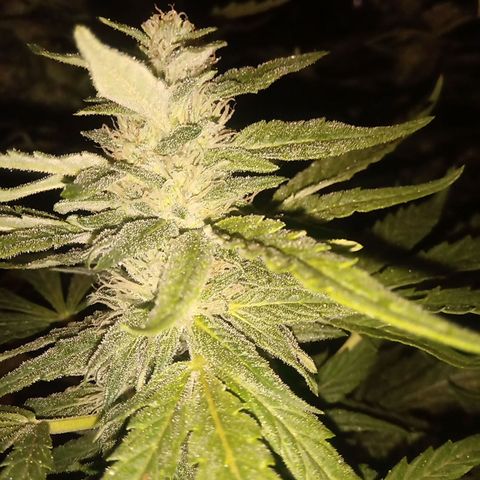 Banana Beach growlog timeline photo