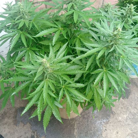 Banana Beach growlog timeline photo