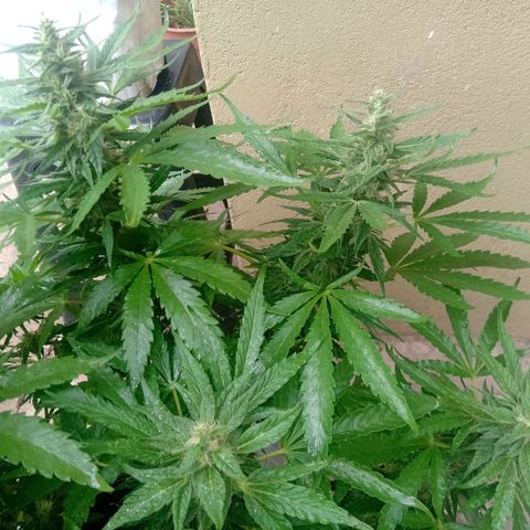 Banana Beach growlog timeline photo