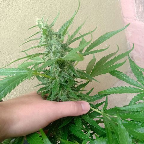 Banana Beach growlog timeline photo