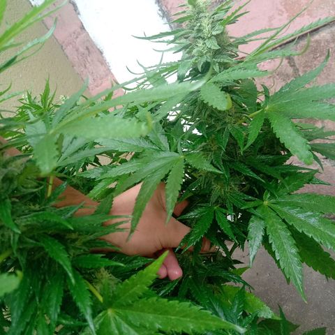 Banana Beach growlog timeline photo