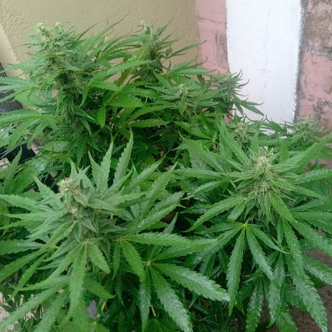 Banana Beach growlog timeline photo