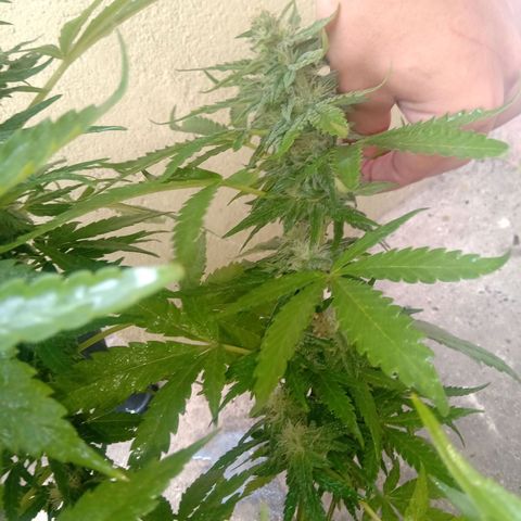 Banana Beach growlog timeline photo