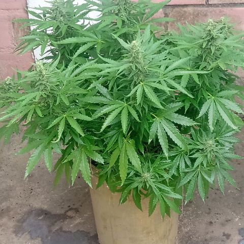 Banana Beach growlog timeline photo