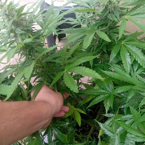 Banana Beach growlog timeline photo