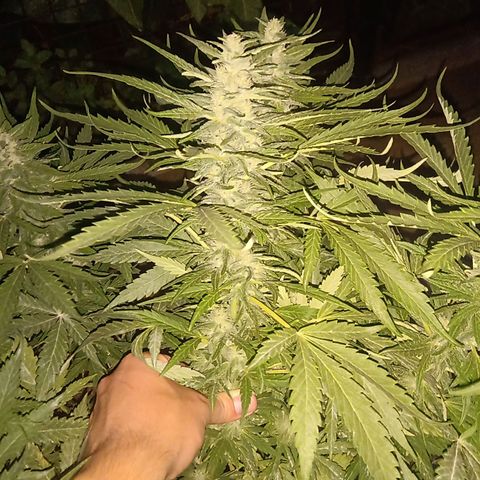 Banana Beach growlog timeline photo