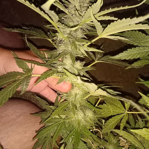 Banana Beach growlog timeline photo