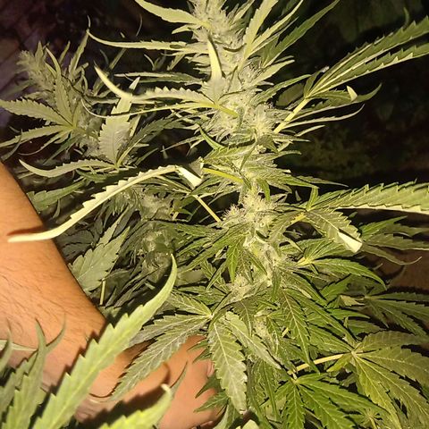 Banana Beach growlog timeline photo