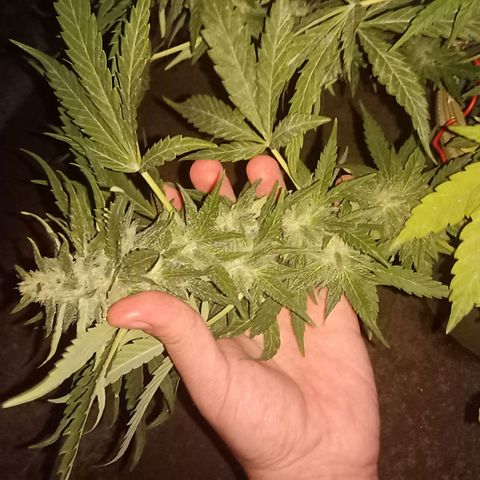 Banana Beach growlog timeline photo