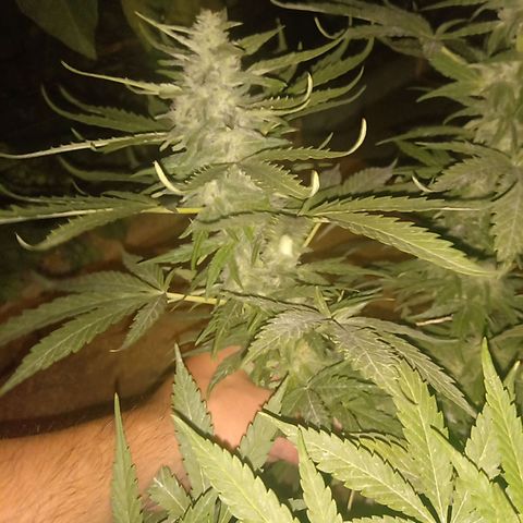 Banana Beach growlog timeline photo