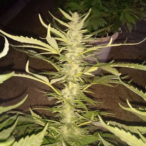 Banana Beach growlog timeline photo