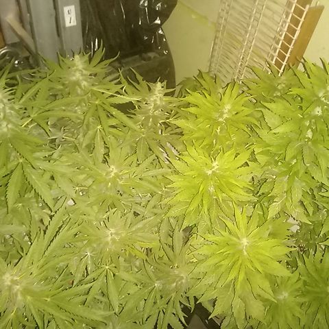 Banana Beach growlog timeline photo