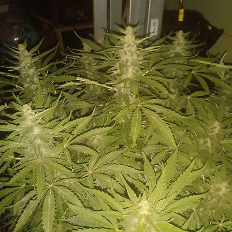 Banana Beach growlog timeline photo