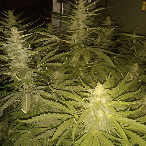 Banana Beach growlog timeline photo