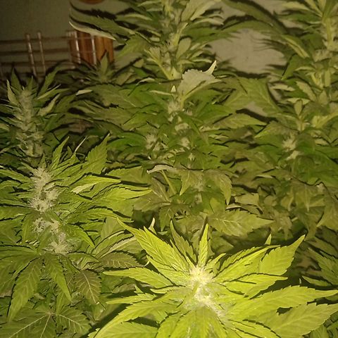 Banana Beach growlog timeline photo