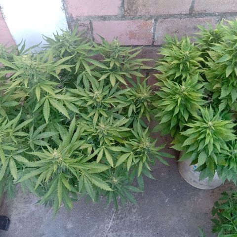 Banana Beach growlog timeline photo