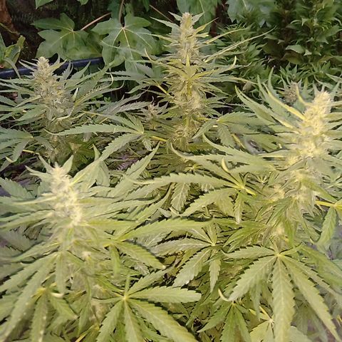 Banana Beach growlog timeline photo