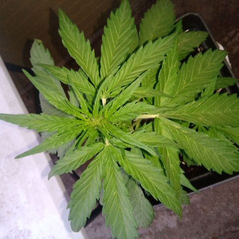 Sweet Madness growlog timeline photo