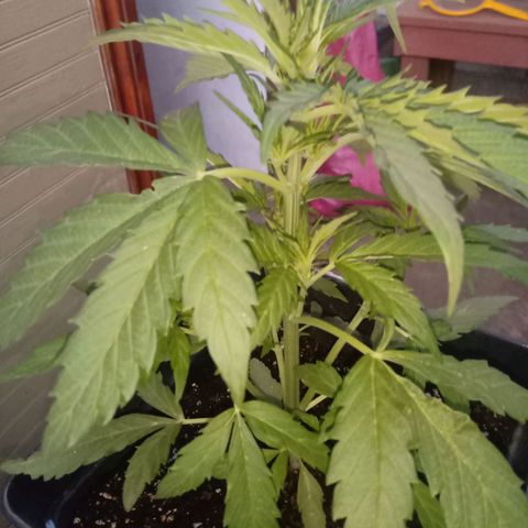 Sweet Madness growlog timeline photo
