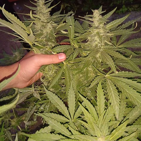 Banana Beach growlog timeline photo