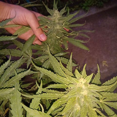 Banana Beach growlog timeline photo