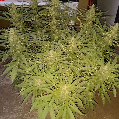 Banana Beach growlog timeline photo