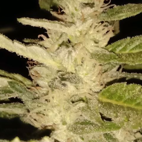 Banana Beach growlog timeline photo