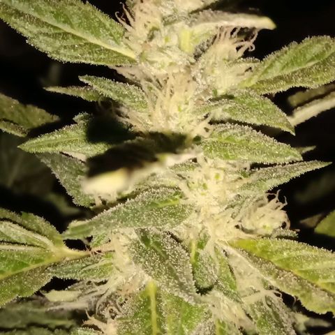 Banana Beach growlog timeline photo