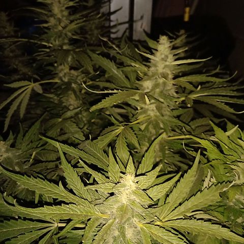 Banana Beach growlog timeline photo