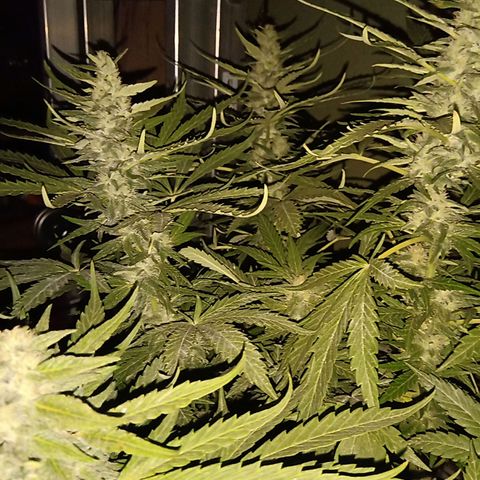 Banana Beach growlog timeline photo