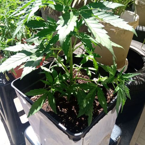 Sweet Madness growlog timeline photo
