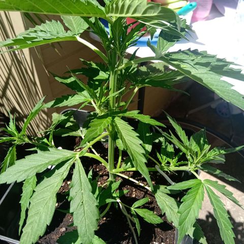 Sweet Madness growlog timeline photo