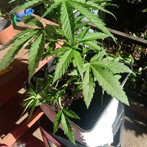 Sweet Madness growlog timeline photo