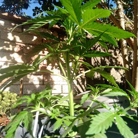 Sweet Madness growlog timeline photo