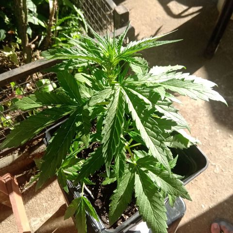 Sweet Madness growlog timeline photo