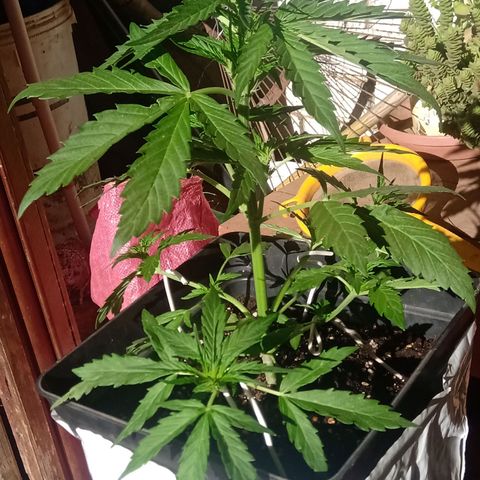 Sweet Madness growlog timeline photo