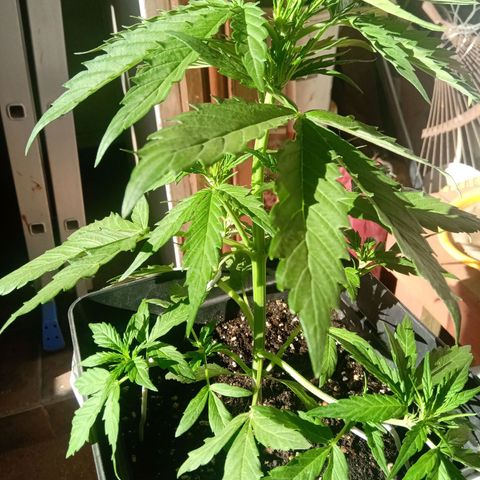 Sweet Madness growlog timeline photo