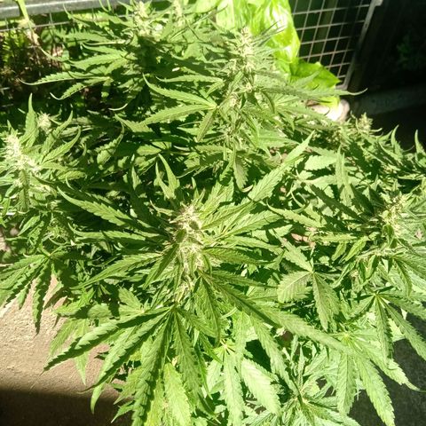 Banana Beach growlog timeline photo