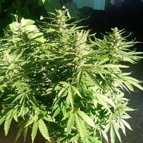 Banana Beach growlog timeline photo